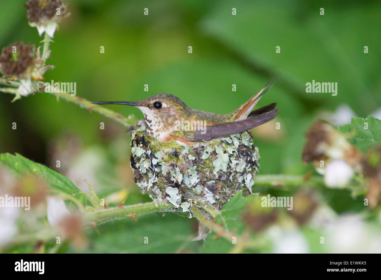 Rufo tiene dos crías de colibrí (selasphorus rufus) aves en el nido .Ladner, British Columbia Foto de stock