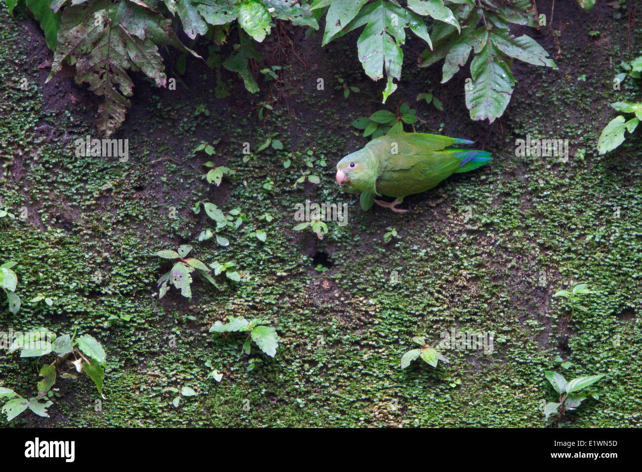 El cobalto-winged Parakeet (Brotogeris cyanoptera) en una collpa en Ecuador, América del Sur. Foto de stock