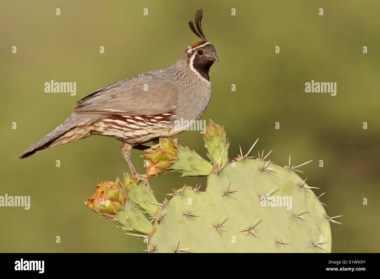 La codorniz de Gambel (Callipepla gambelii) encaramado sobre un cactus en el sur de Arizona, Estados Unidos. Foto de stock