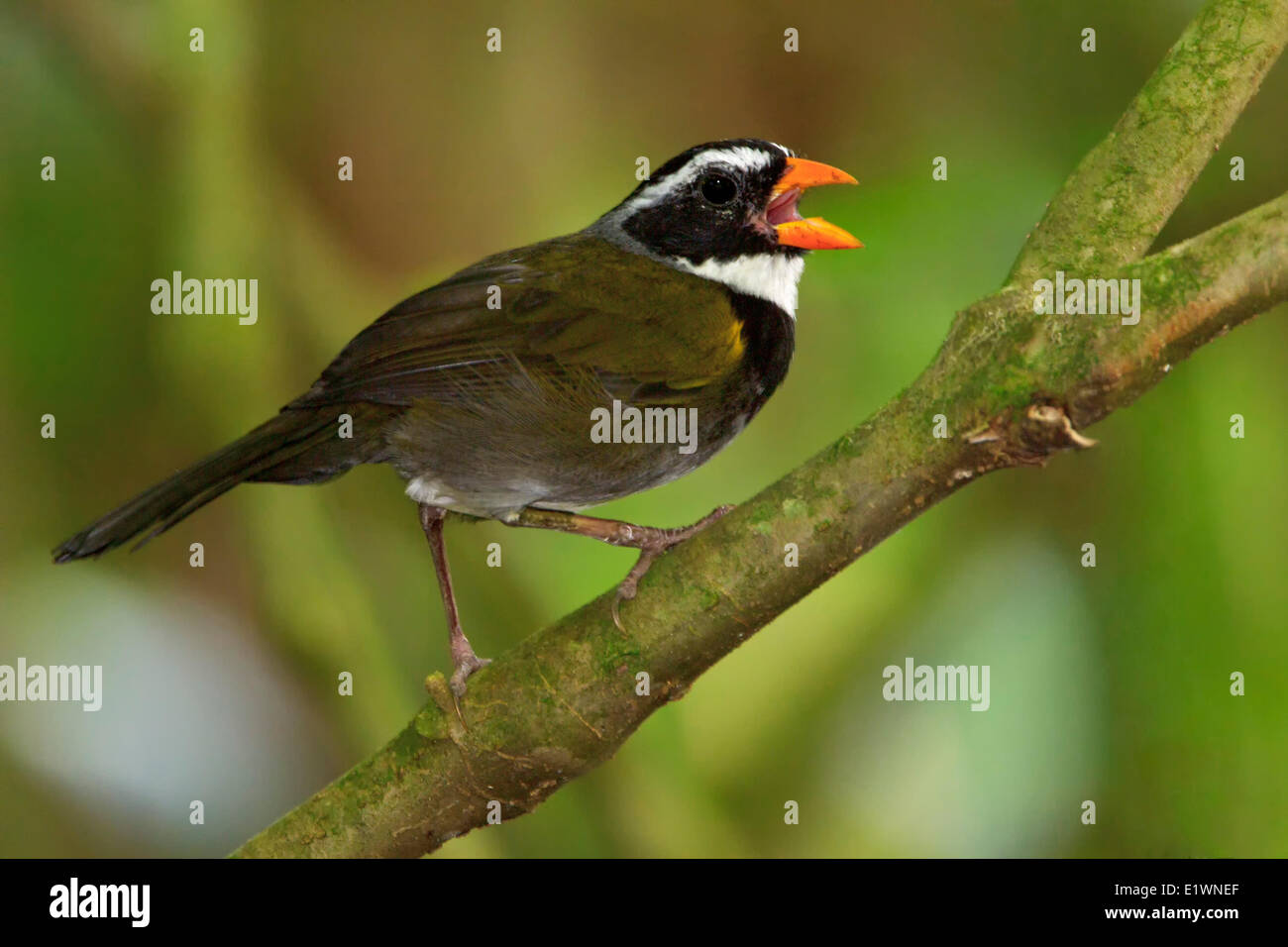 Naranjafacturados Sparrow (Arremon aurantiirostris) posado en una rama