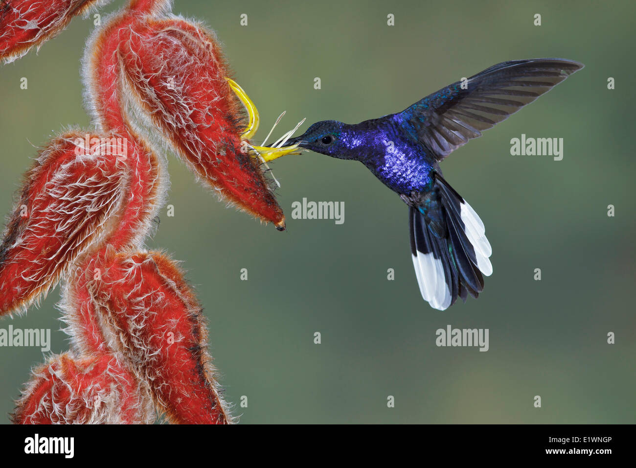 Violet Sabrewing (Campylopterus hemileucurus) volando y alimentación en una flor en el bosque nuboso de Costa Rica, América Central. Foto de stock