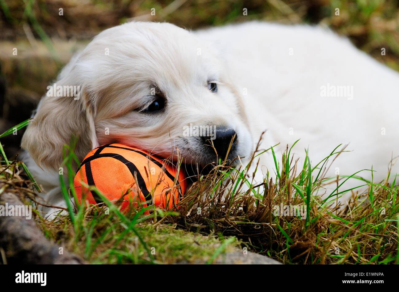 Inglés de pura raza Golden Retriever cachorro descansando sobre una bola de color naranja suave. Foto de stock