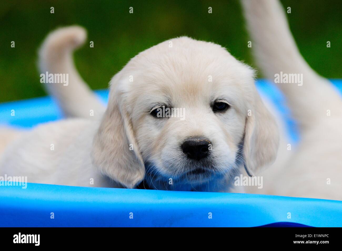 Inglés de pura raza Golden Retriever cachorro mira desde una piscina azul. Foto de stock