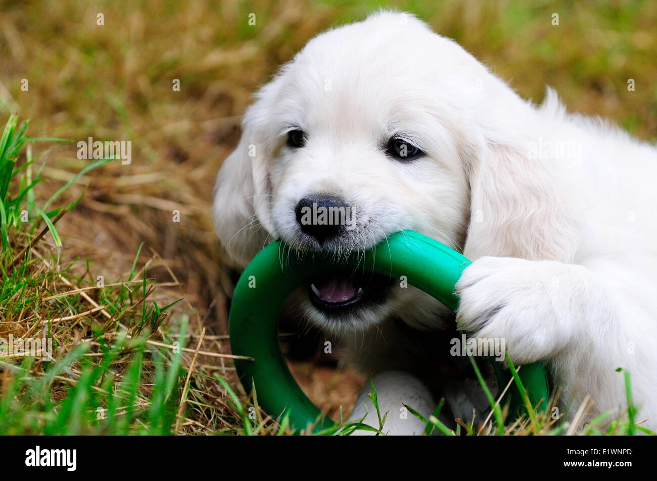 Inglés de pura raza Golden Retriever cachorro jugando con un anillo verde. Foto de stock