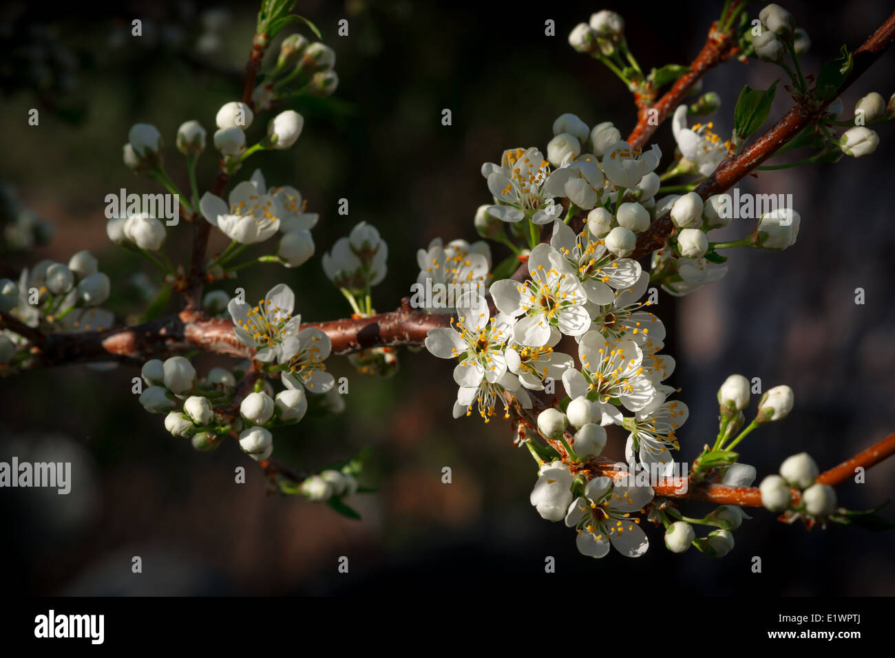 Pequeñas flores de ciruela blancas en una rama del árbol de ciruela comienza a abrir a principios de la primavera. Foto de stock