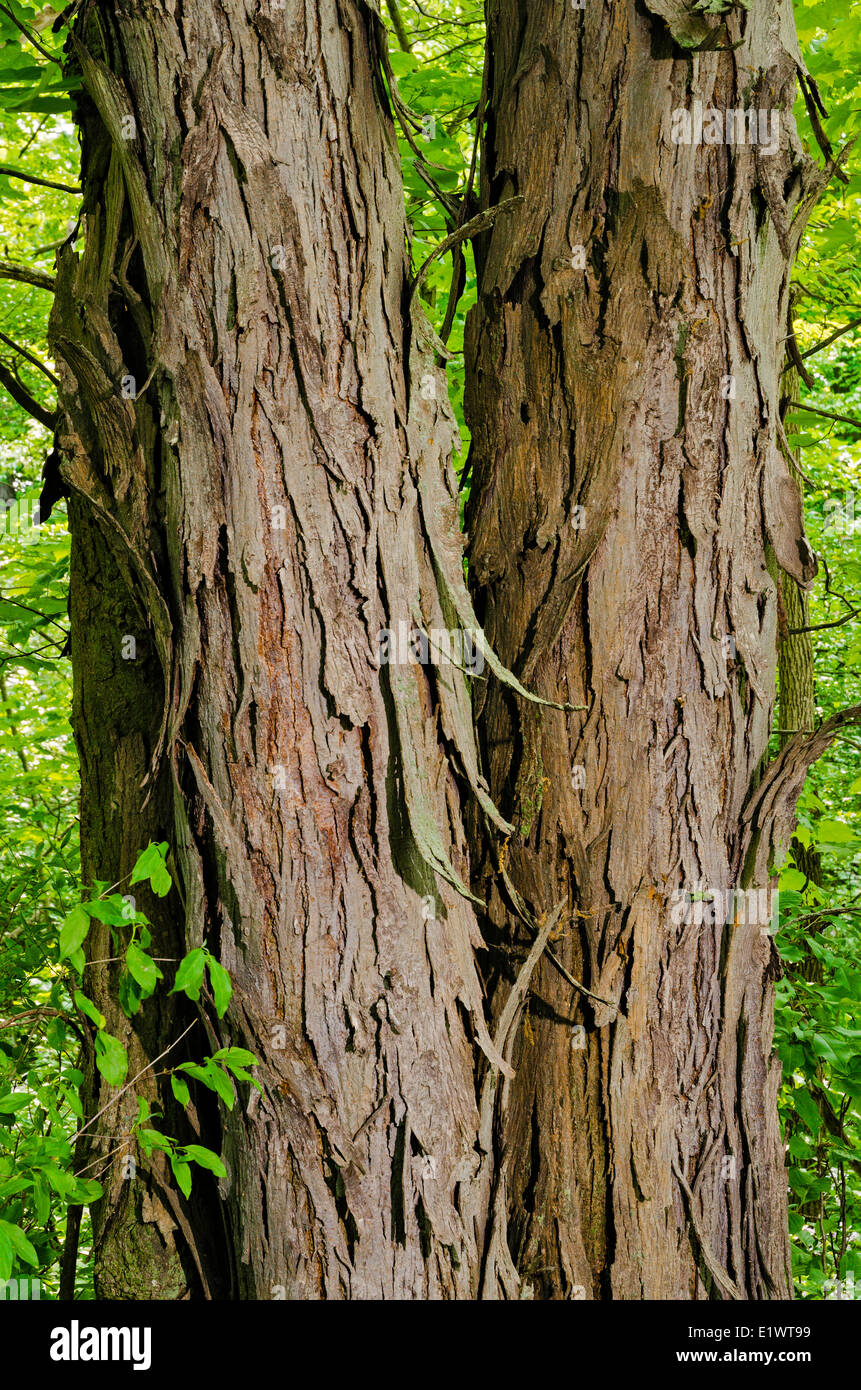 Hickory Shagbark (Carya ovata) en Carolinian Bosque. Sitio Histórico