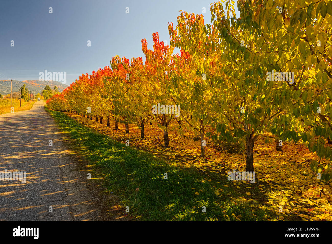 Vernon BC--colores de otoño en el Huerto iluminado por el sol de la tarde--País carreteras traseras Foto de stock