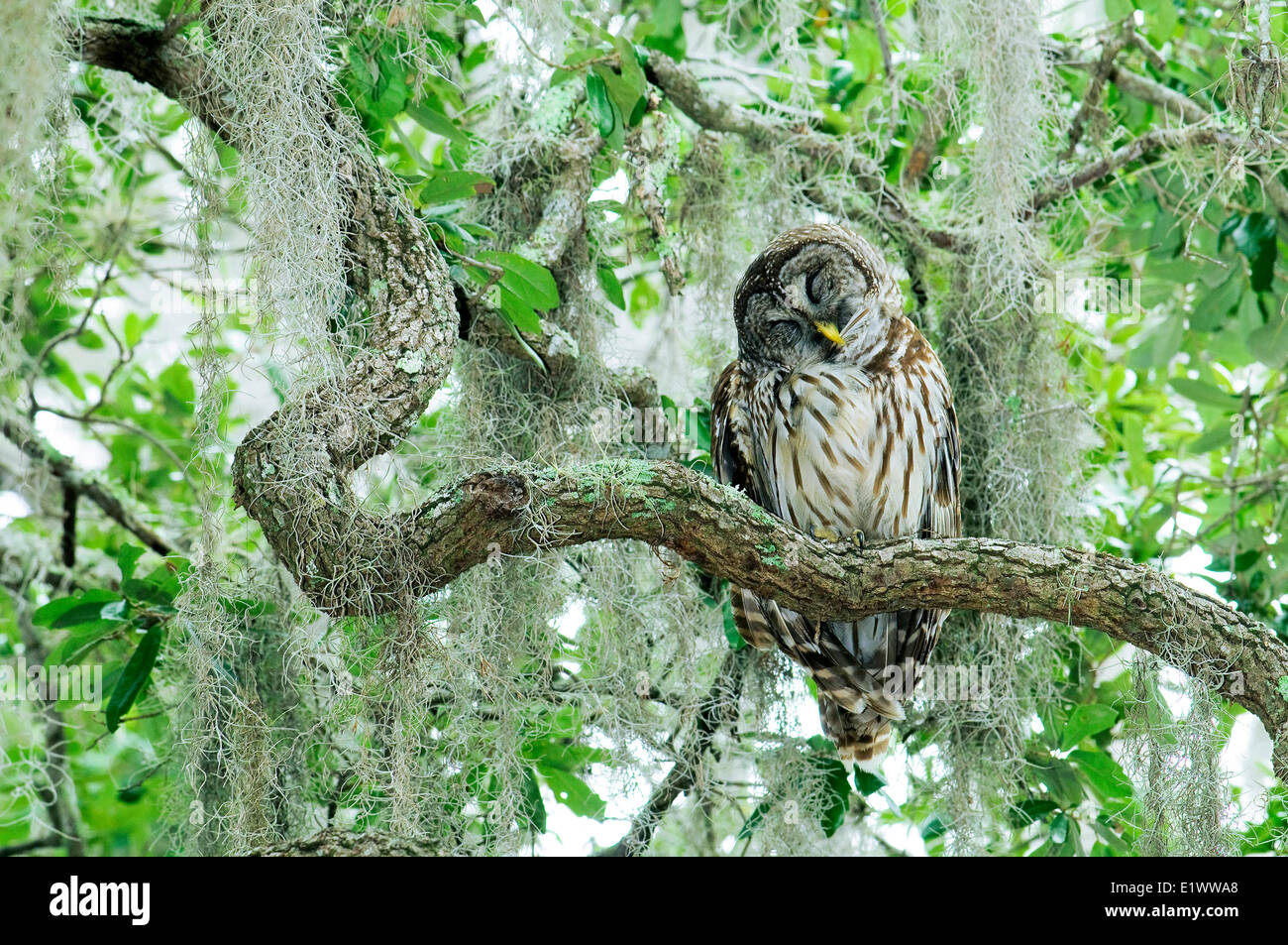 Prohibido owl (Strix varia) acicalarse, en el sur de la Florida, EE.UU. Foto de stock