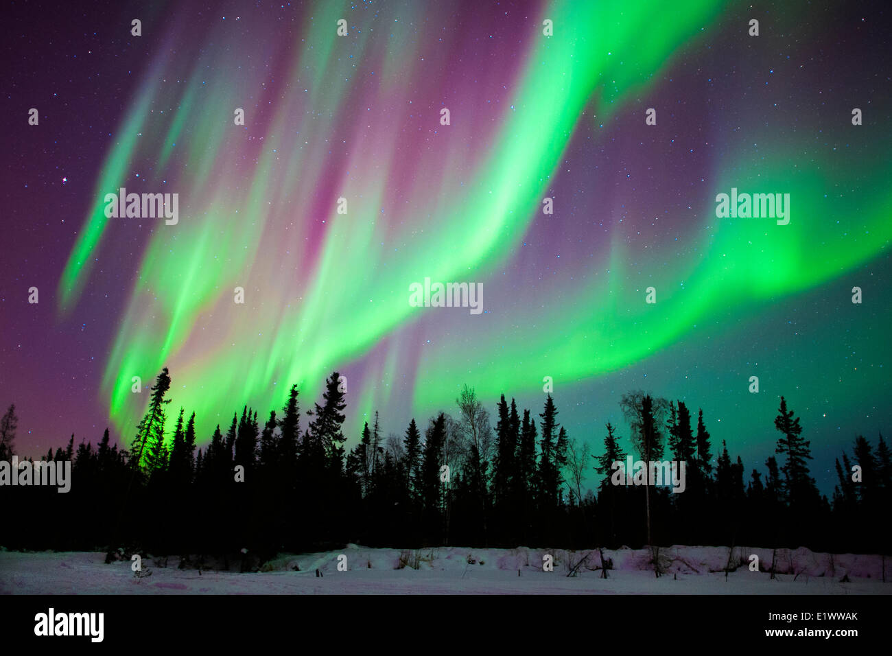 Aurora Borealis (luces del norte), el bosque boreal, Yellowknife, NWT alrededores, Canadá Foto de stock