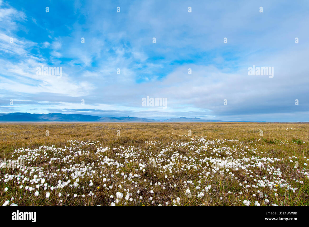 Cottongrass, isla de Wrangel, la Rusia ártica Foto de stock