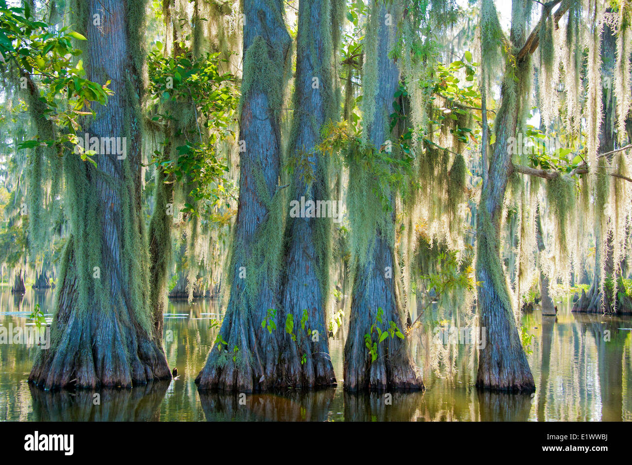 Cypress Swamp, Achafalaya Cuenca, al sur de Louisiana, EE.UU. Foto de stock
