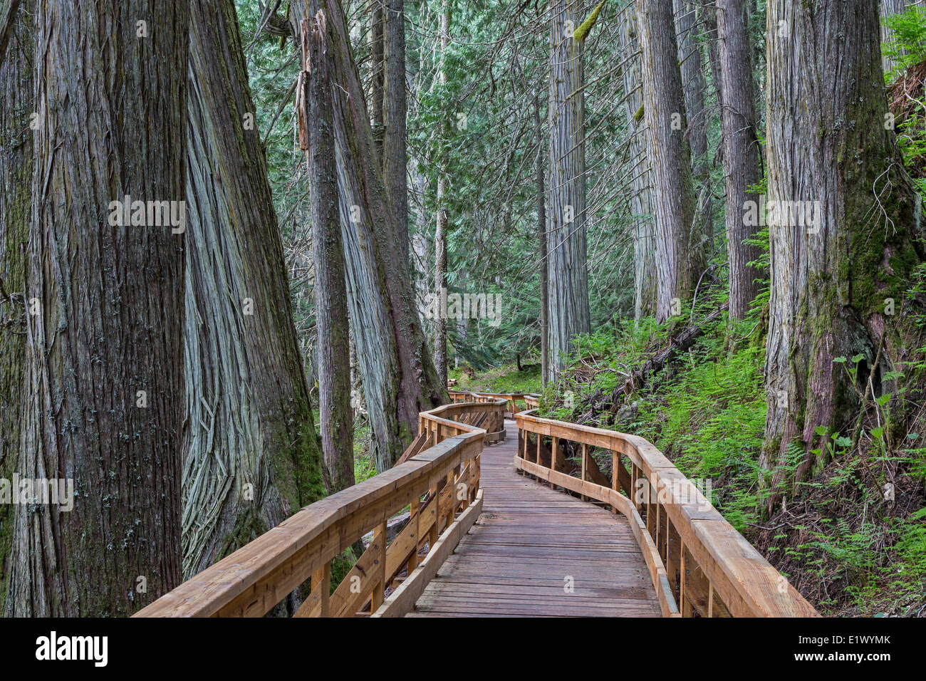 Columbia Británica, Canadá, bosques antiguos, el interior de la selva, Robson Valley, paseo, Foto de stock