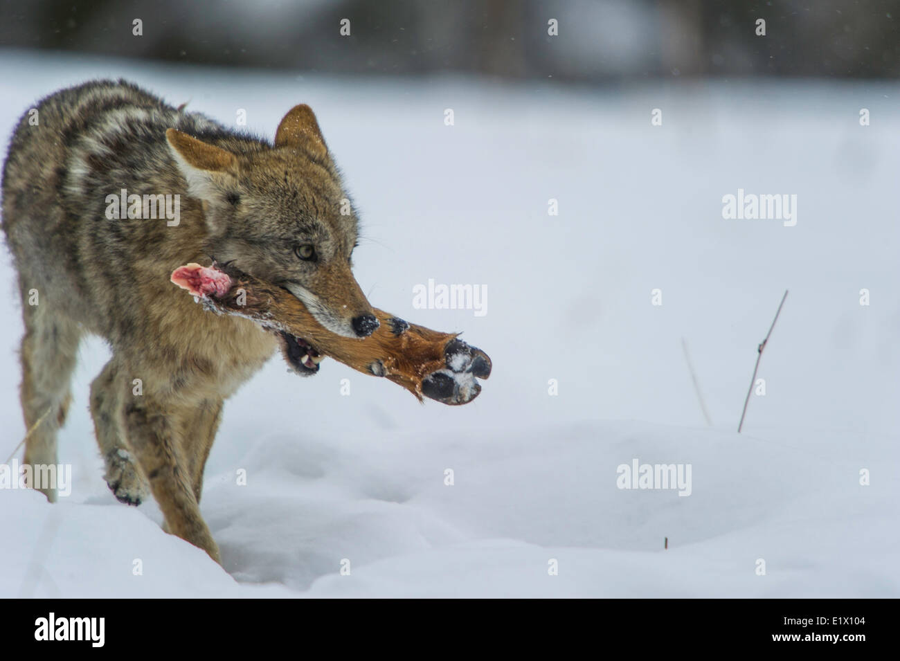 El coyote (Canis latrans) alimentándose de Elk pie anteriores de matar. La fauna del Parque Yellowstone en valle Lamar Mammoth cae Wyoming Foto de stock