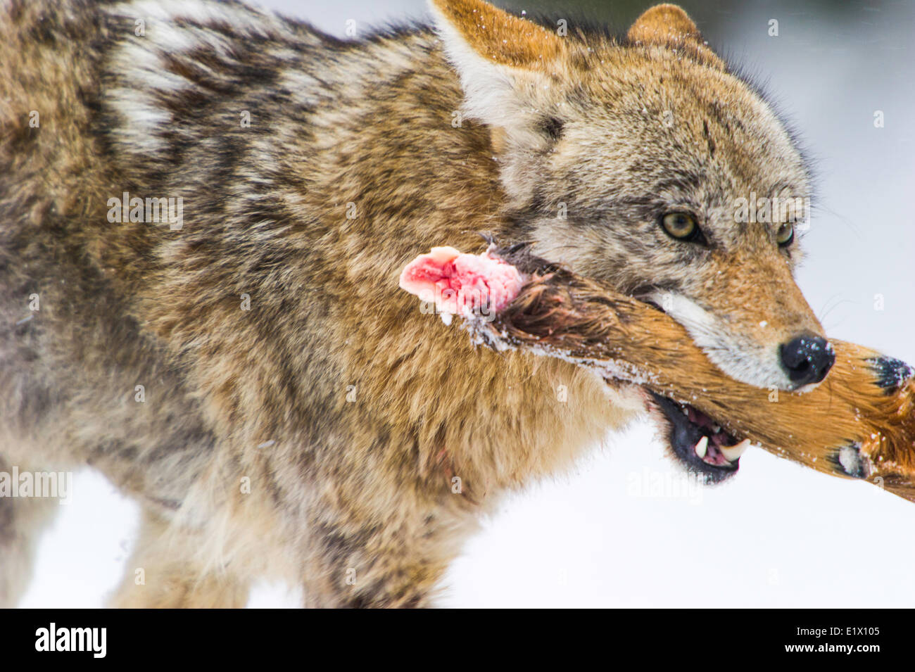 El coyote (Canis latrans) alimentándose de Elk pie anteriores de matar. La fauna del Parque Yellowstone en valle Lamar Mammoth cae Wyoming Foto de stock