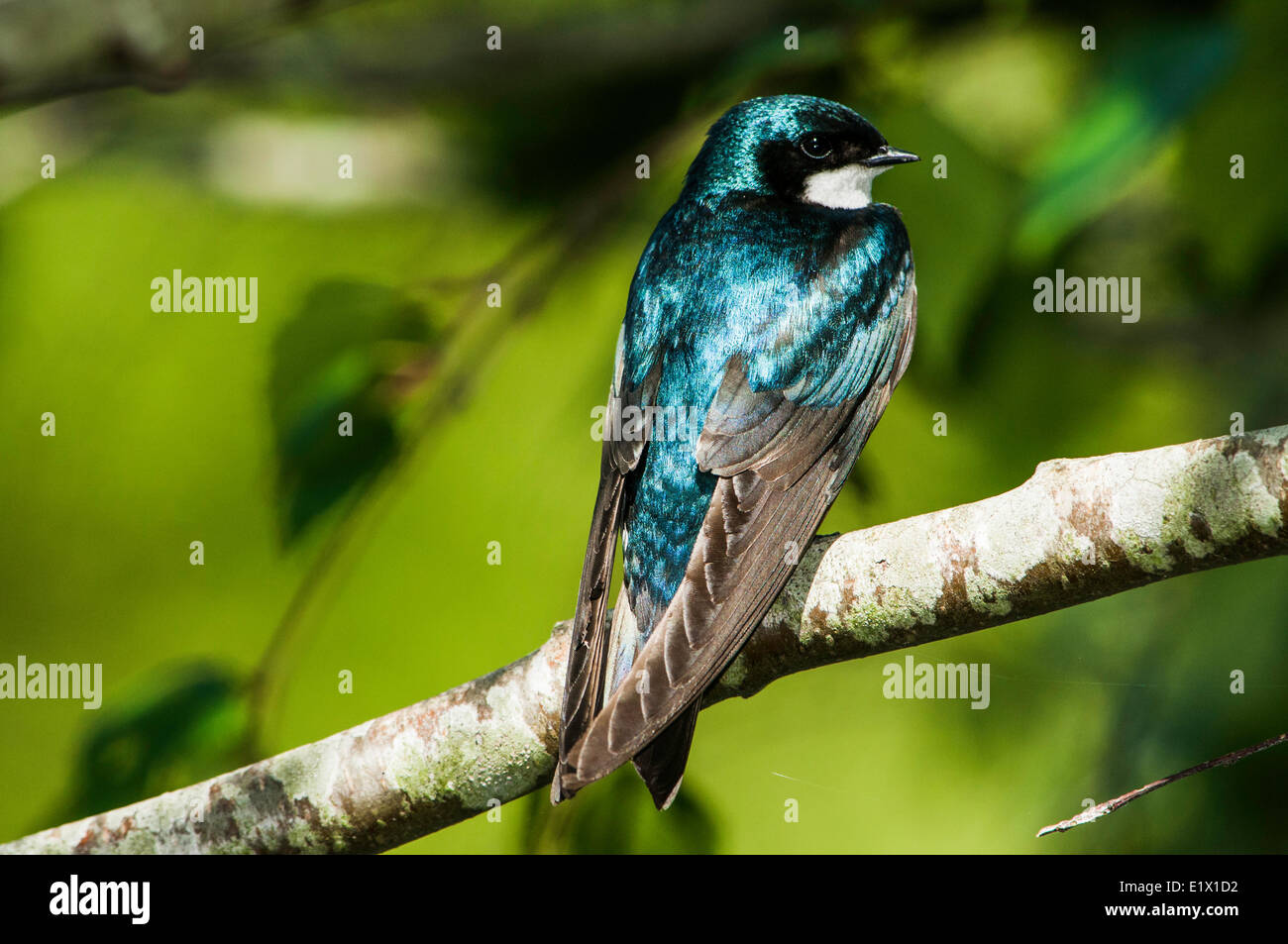 Canto del pájaro posado en una rama en Reifel, santuario de aves, Delta, British Columbia, Canadá Foto de stock