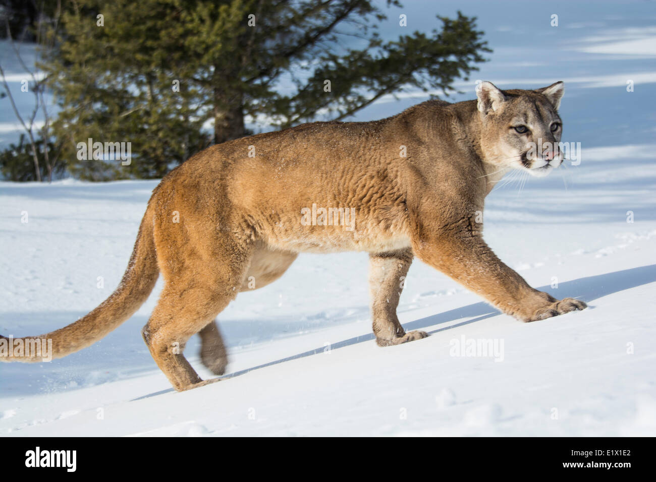 Cautiva El león de montaña (Puma concolor couguar) en la nieve Bozeman,  Montana, EE.UU Fotografía de stock - Alamy