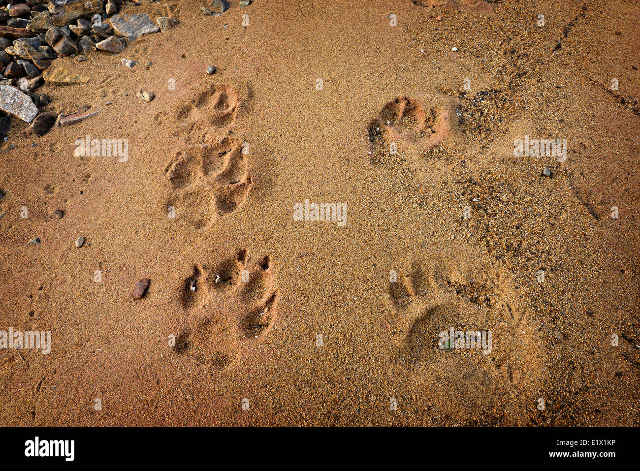 Huellas De Animales En La Arena