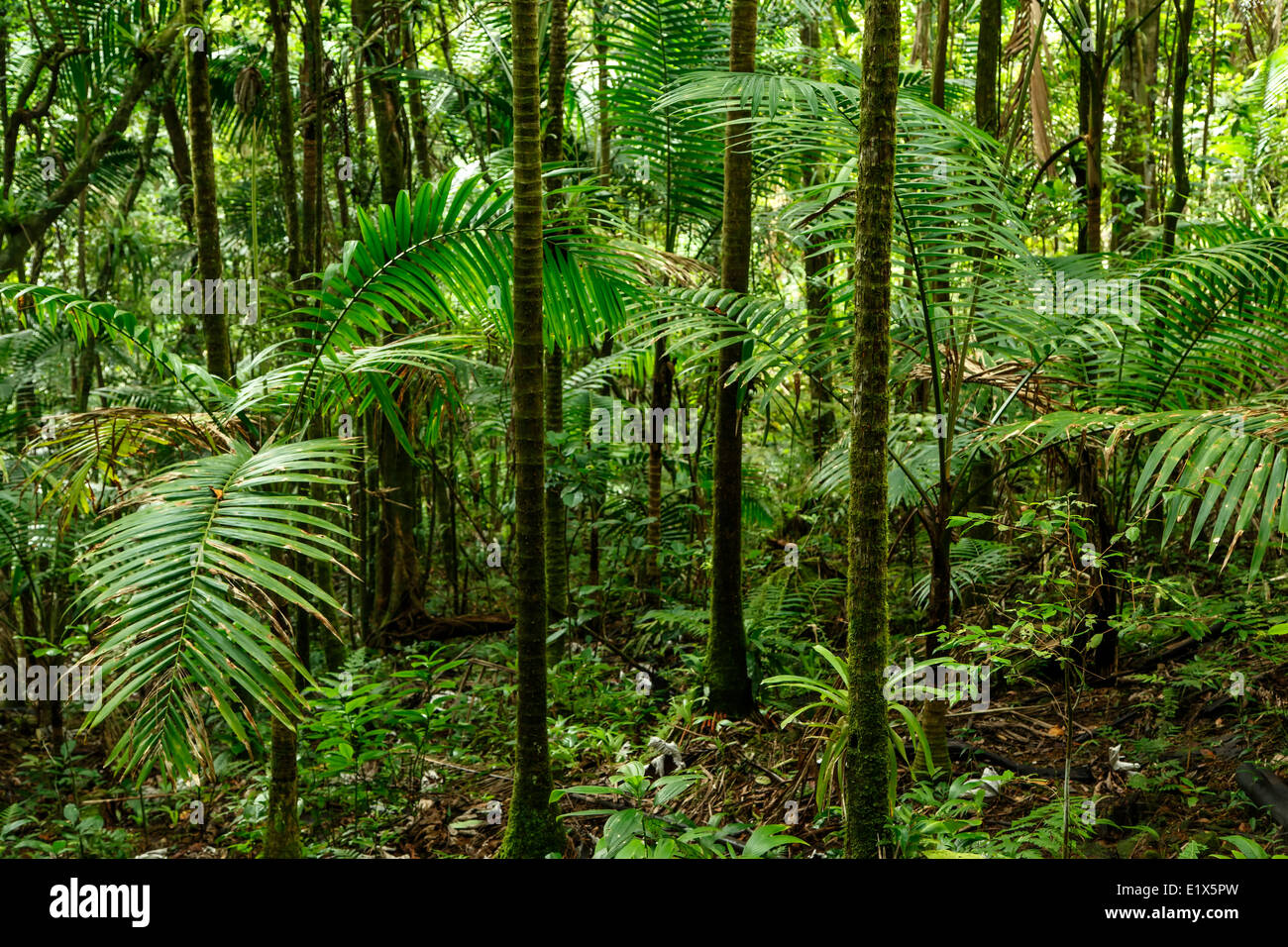 La escena del bosque, el Bosque Nacional del Caribe (El Yunque rain forest), Puerto Rico Foto de stock