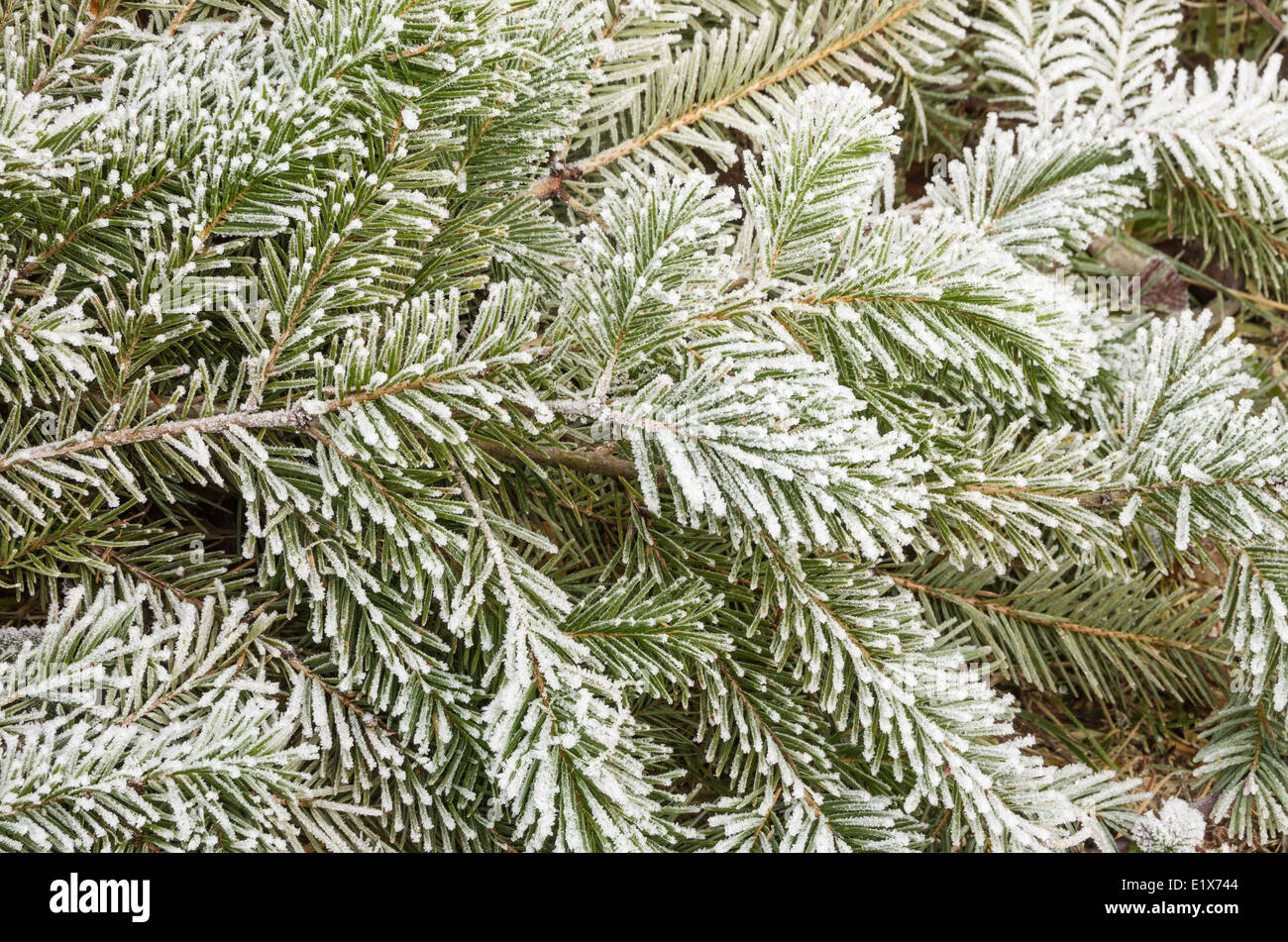 Frosty ramas de pino con agujas cubiertos de cristales de hielo Foto de stock