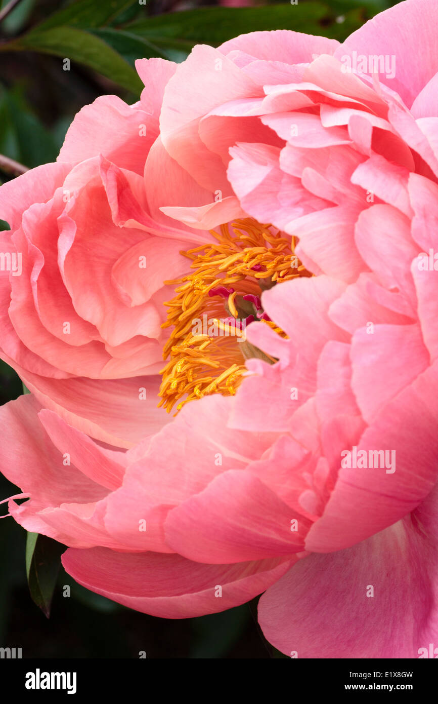 Sola flor de la peonía, Paeonia "Coral encanto" Foto de stock
