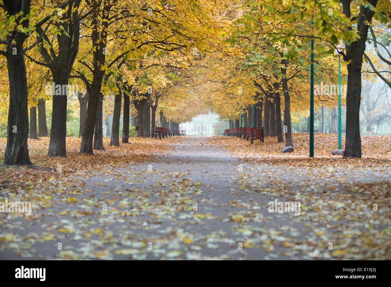 Vista de la pasarela y otoño los árboles en el parque Foto de stock