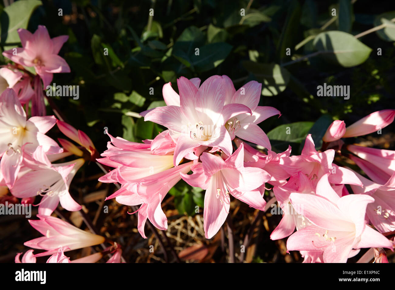 Floración rosa azucena lilium los pellines chile Fotografía de stock - Alamy