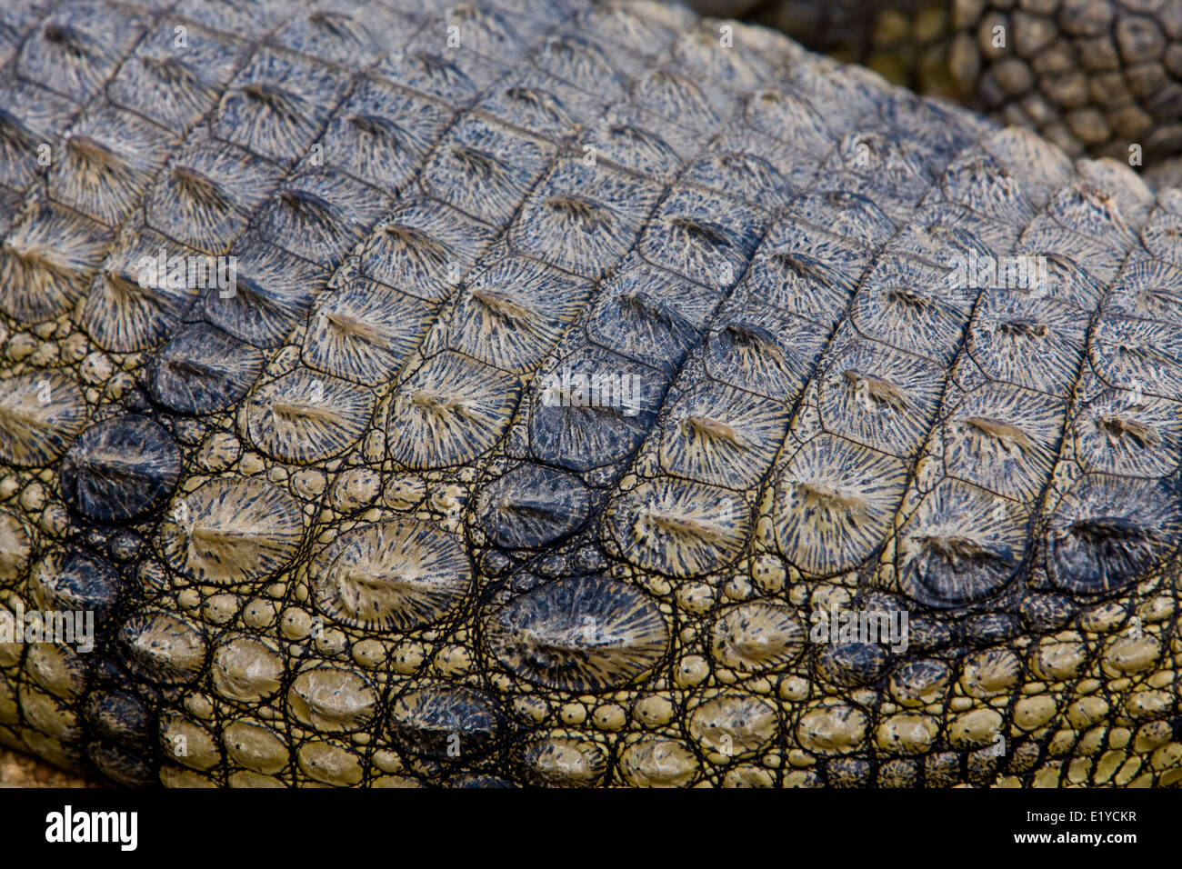 Piel de cocodrilo del Nilo (Crocodylus niloticus Fotografía de stock - Alamy