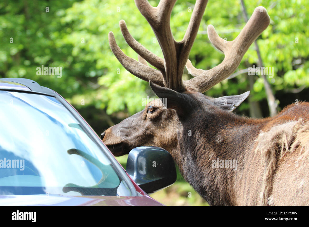 Con cuernos de ciervo comiendo desde la ventanilla del automóvil Foto de stock