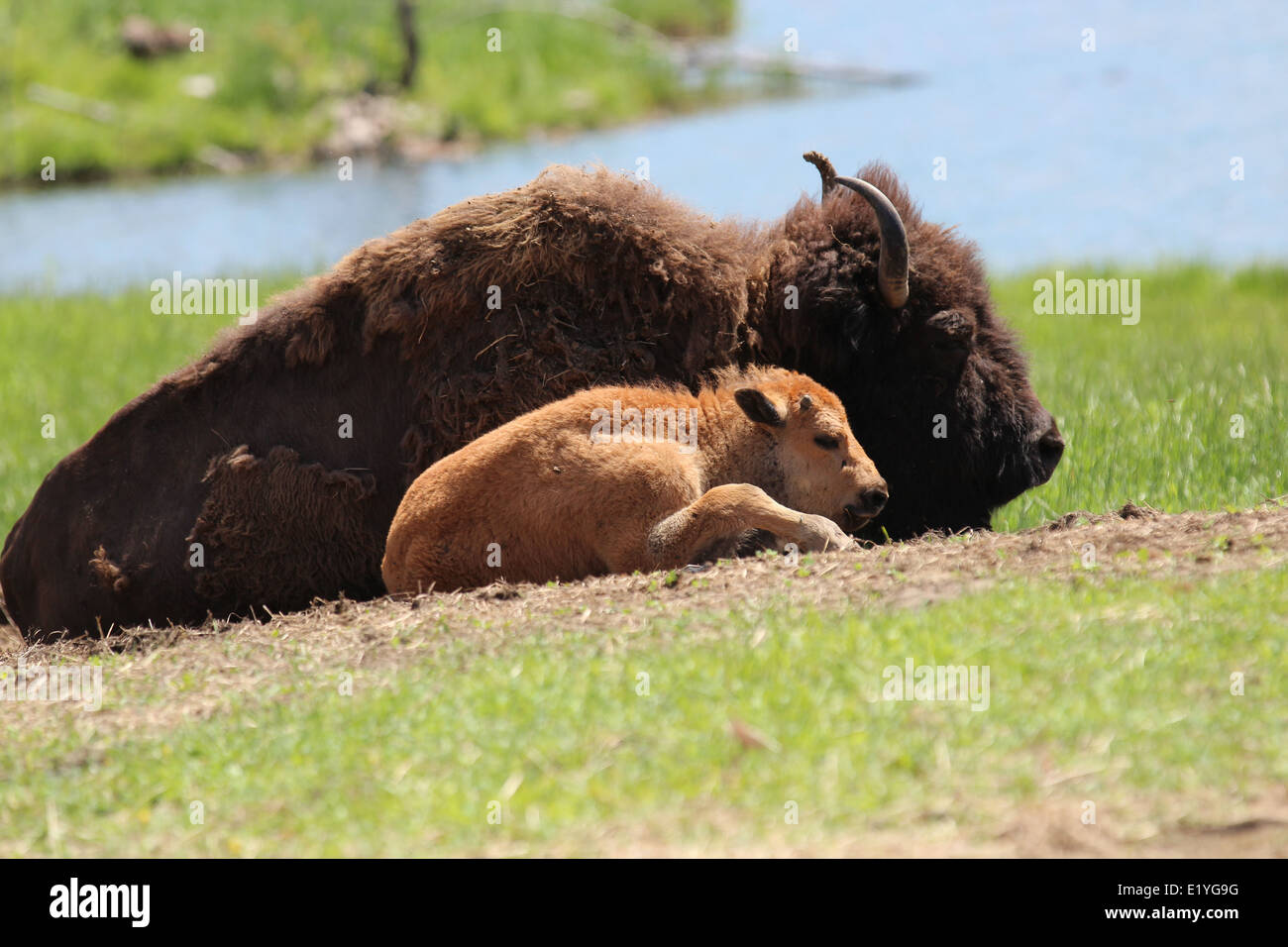 La madre y el bebé animal Foto de stock