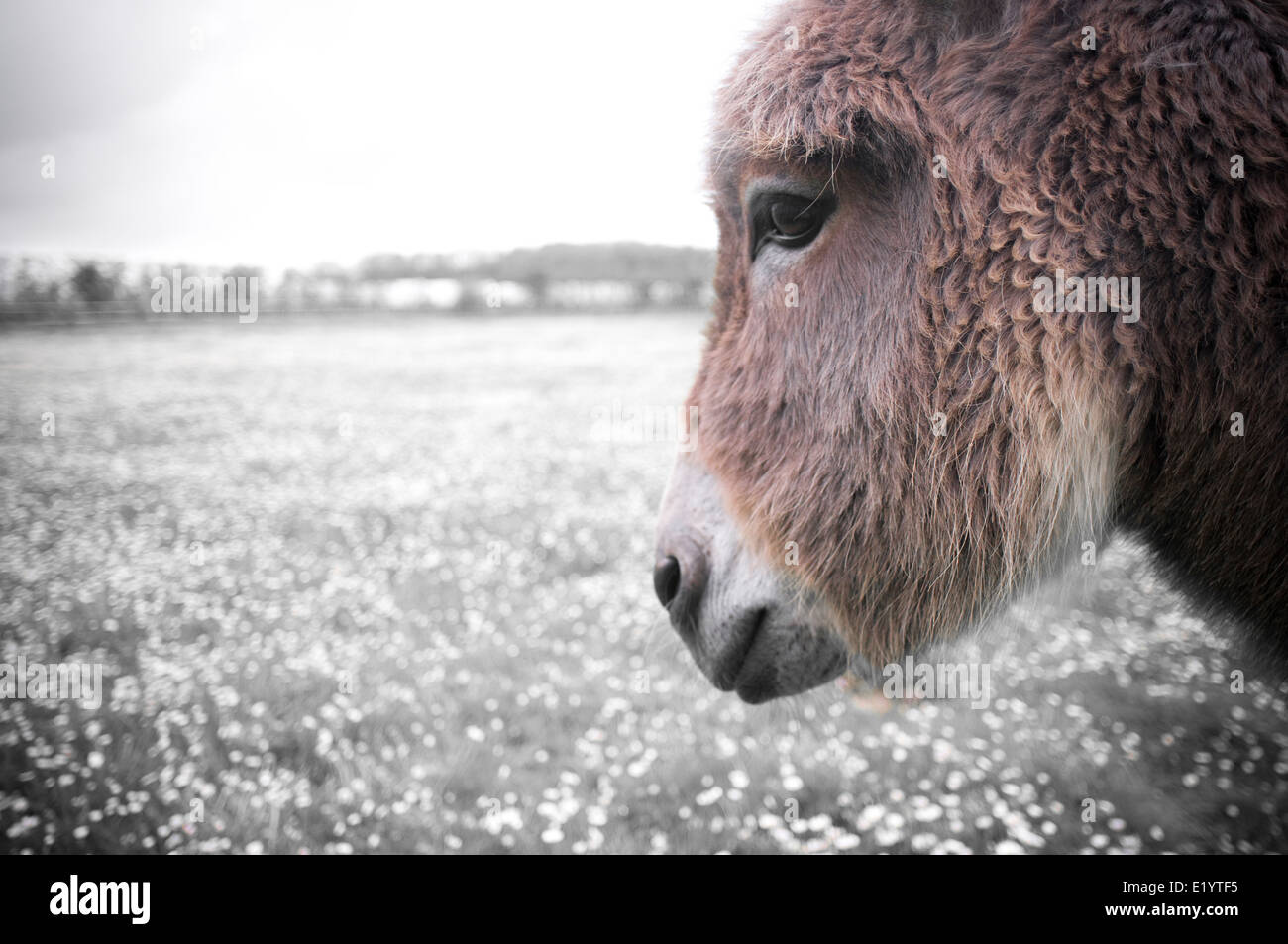 Burro blanco y negro fotografías e imágenes de alta resolución Alamy