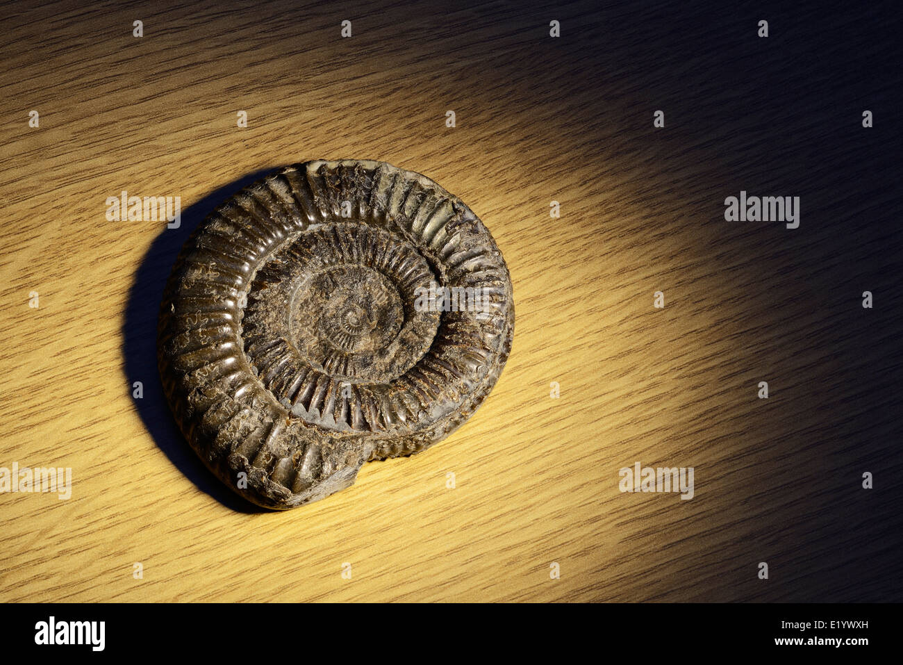 Fósiles de ammonites en una tabla Foto de stock