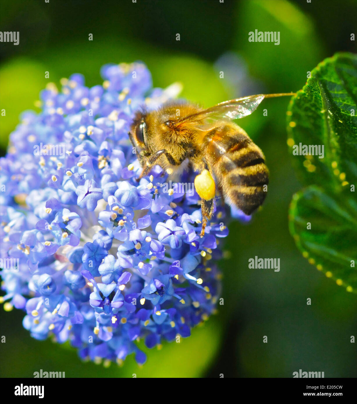 Apis mellifera/ Europeo occidental o la recolección de miel de abeja el néctar y el polen en las primeras horas de la mañana el sol Foto de stock