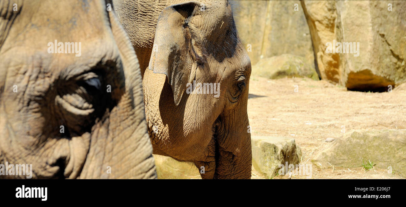 Los Elefantes asiáticos en Twycross Zoo Atherstone Warwickshire Inglaterra Foto de stock