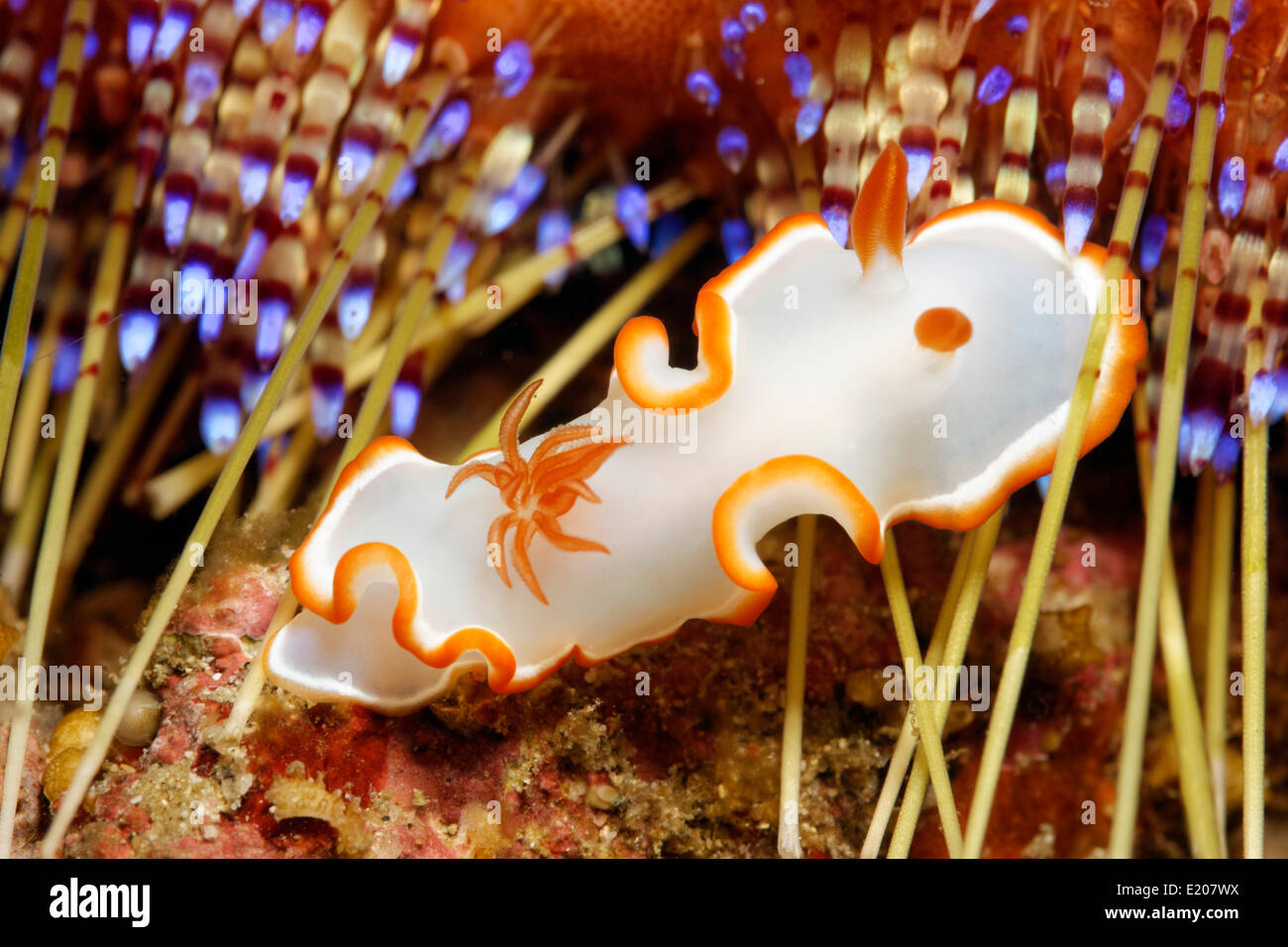 (Glossodoris Glossodoris Nudibranch Averni), con espinas de un erizo de mar, la playa de Sabang, Puerto Galera, Mindoro, Filipinas Foto de stock