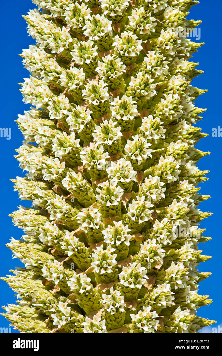 Reina de los Andes (Puya raimondii), parte de las inflorescencias de unos 8 metros de alto, la mayor inflorescencia del mundo Foto de stock