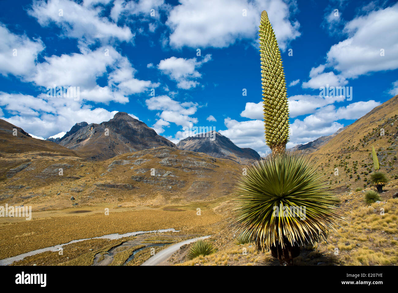 Reina de los Andes (Puya raimondii), las inflorescencias de unos 8 metros de alto, la mayor inflorescencia del mundo, flor nacional del Perú Foto de stock