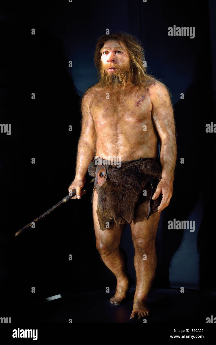 España, Burgos: Homo neanderthalensis en el Museo de la evolución humana. Foto de stock