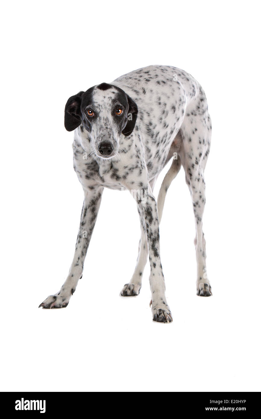 Greyhound perro blanco con manchas negras Fotografía de stock - Alamy