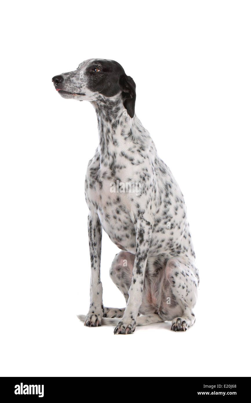 Greyhound perro blanco con manchas negras Fotografía de stock - Alamy