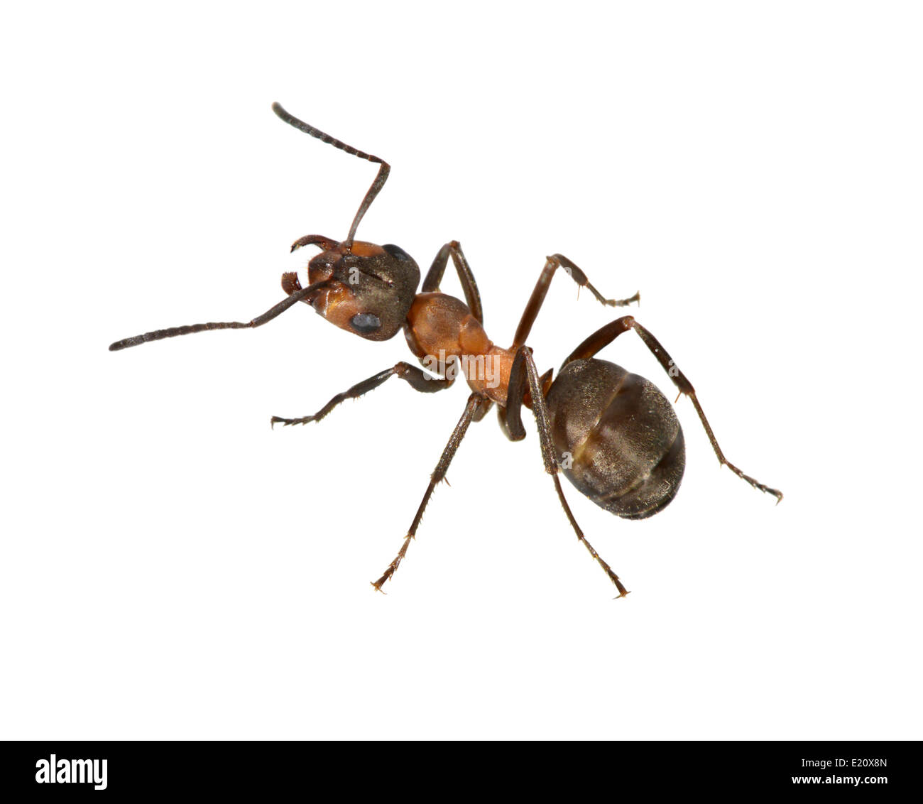 Hormiga de madera - Formica rufa Foto de stock