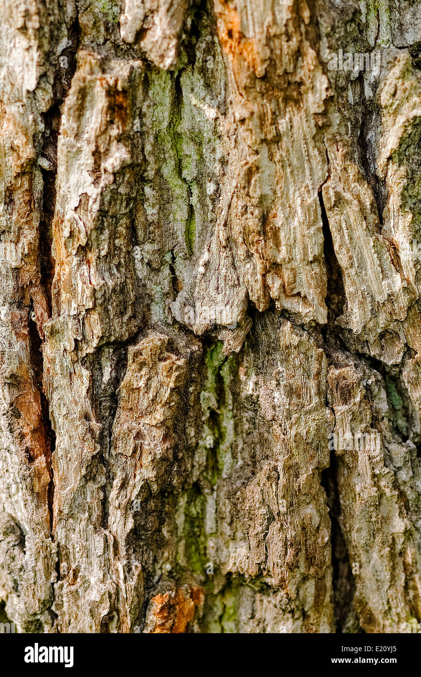 Trozos de corteza de árbol; mediana de cerca; la orientación vertical. Foto de stock