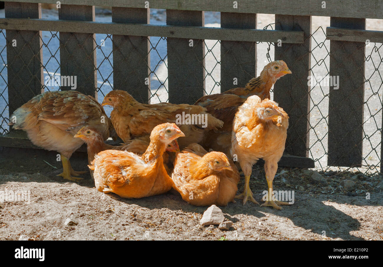 Free Range rojo cría pollos descansando en la sombra de valla Foto de stock