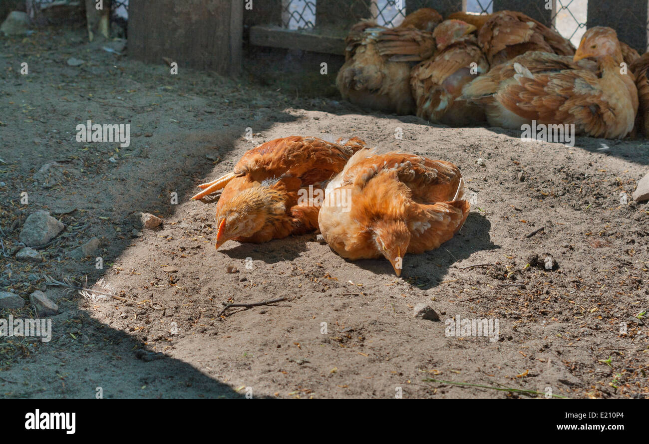 Free Range rojo cría pollos descansando en la sombra de valla Foto de stock