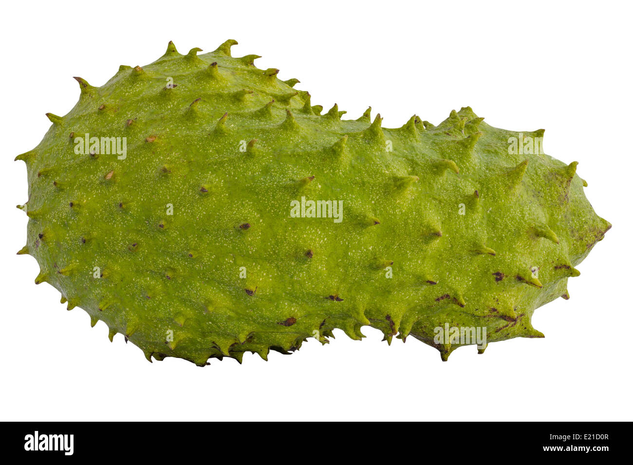 Download 8200 Gambar Durian Belanda Keren Gratis HD