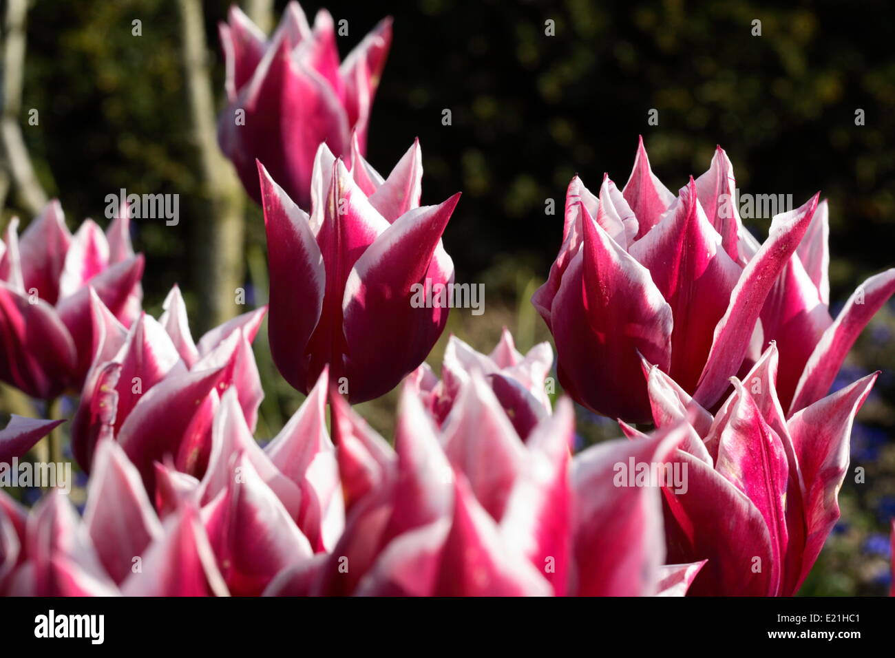 Lily tulip de flores 'Claudia' Foto de stock