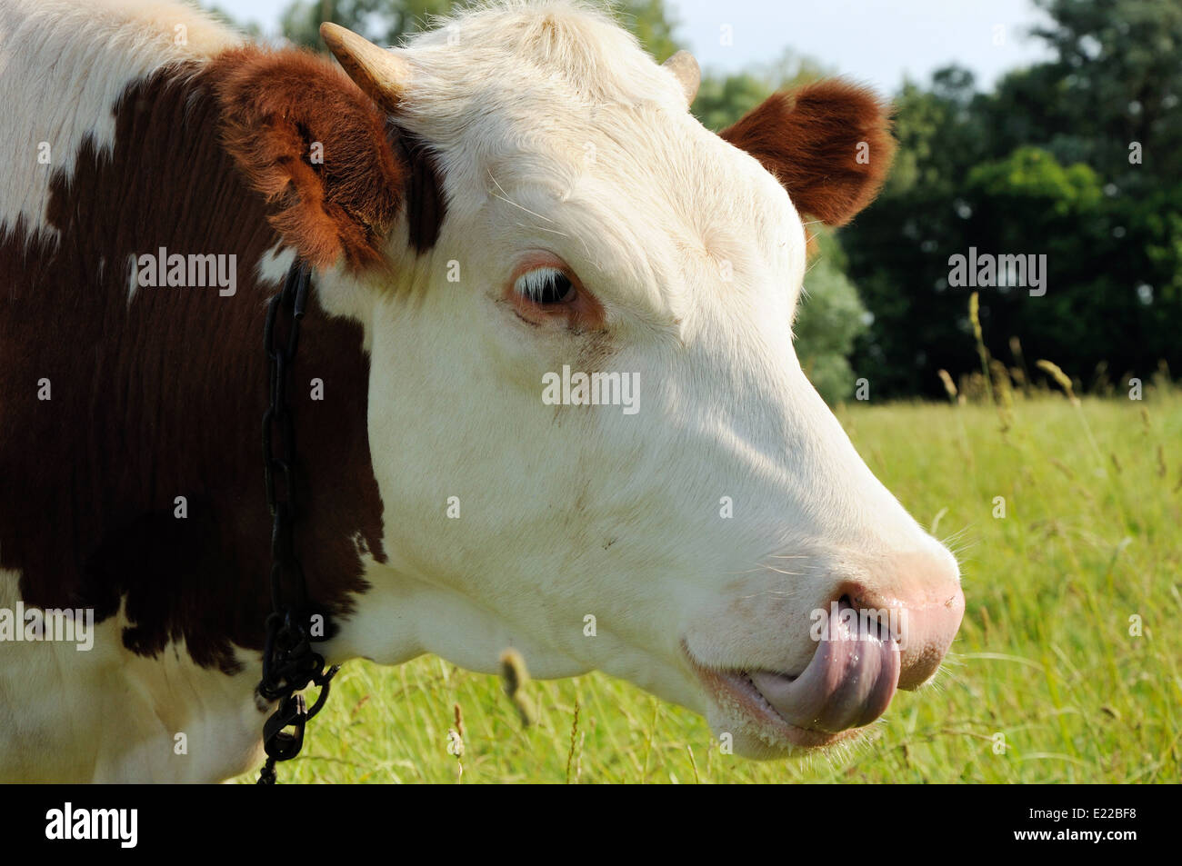 Blanco y marrón con la lengua de vaca en la nariz Foto de stock