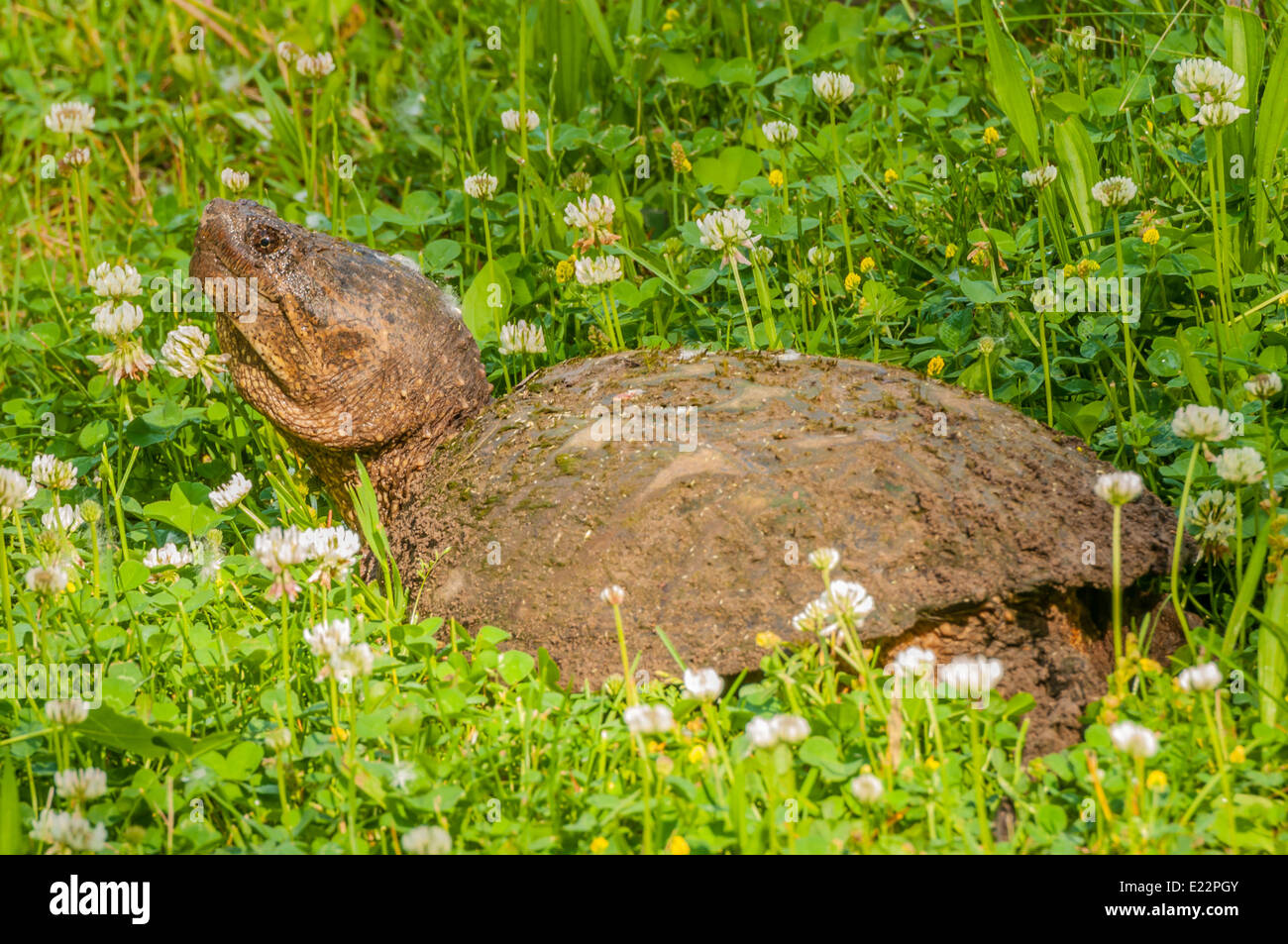 La tortuga de cizallamiento sentado en un campo de trébol. Foto de stock