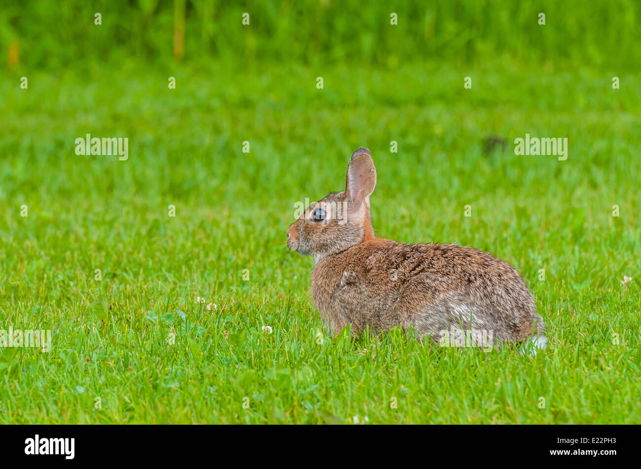 Cottontail Rabbit sentados en el césped mirando a la izquierda. Foto de stock