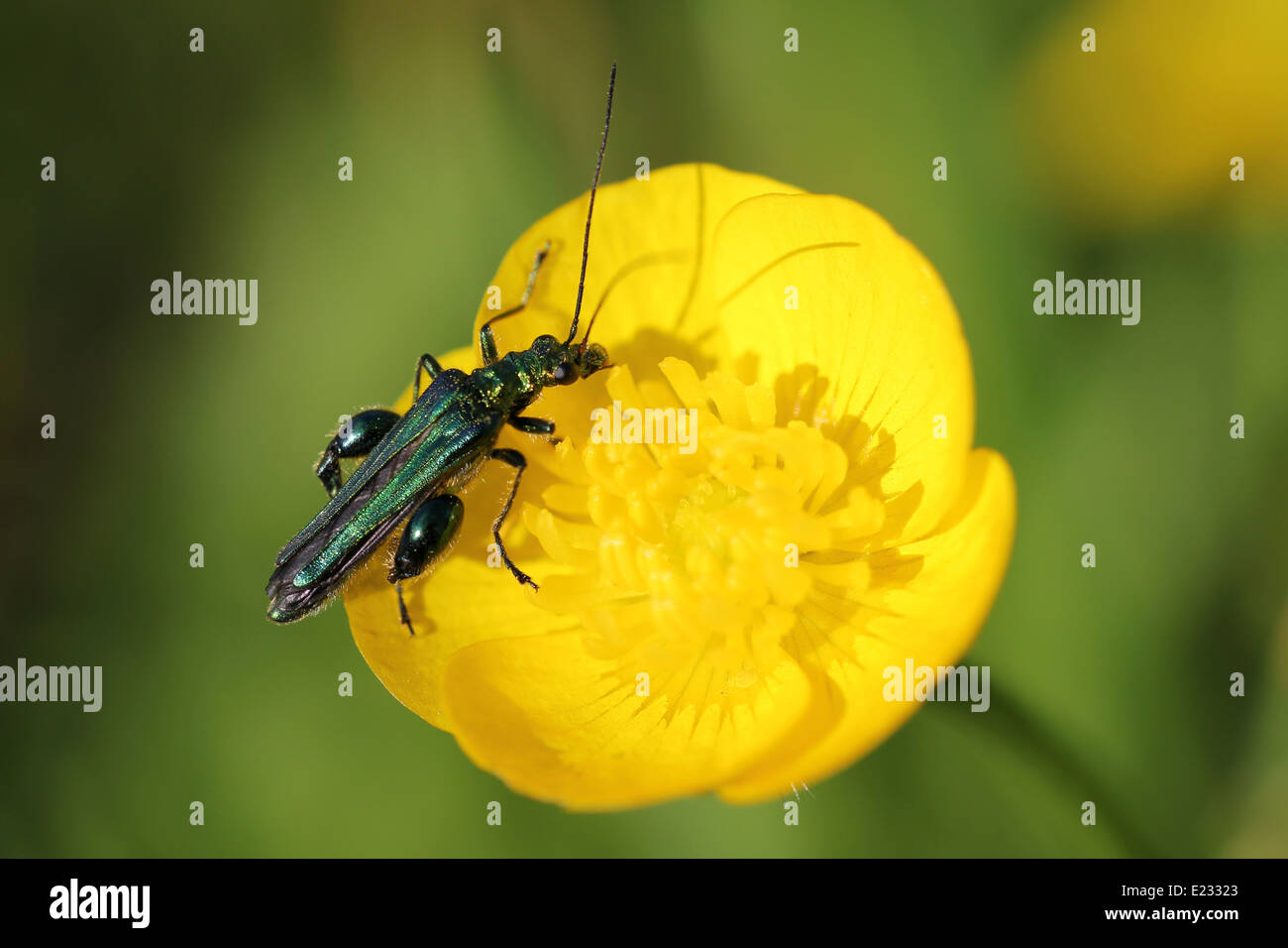 Escarabajo Flor Thick-Legged Oedemera nobilis macho en el prado Buttercup Ranunculus acris Foto de stock