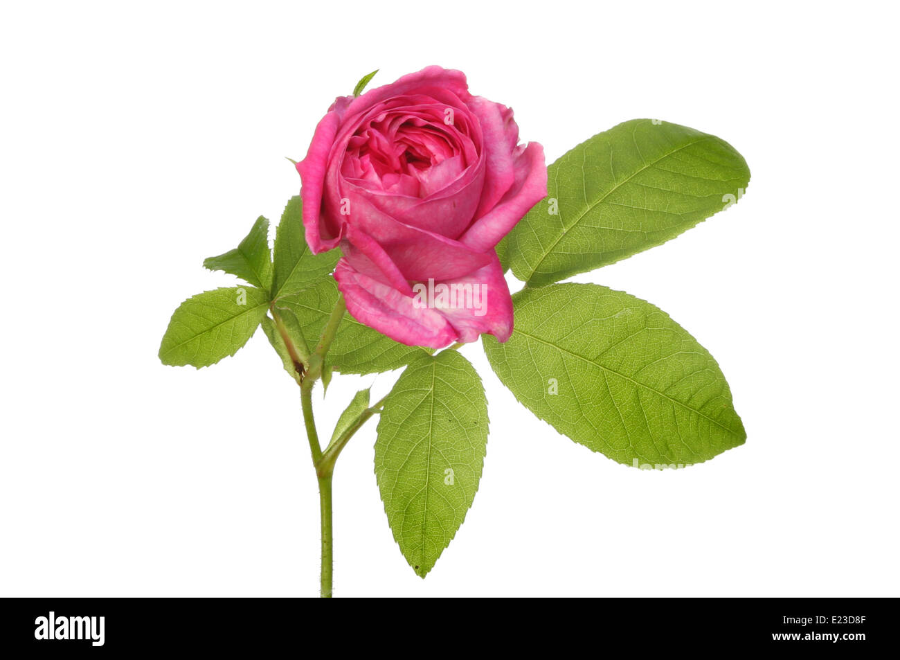 Rosa magenta de flores y follaje contra un blanco aislado Foto de stock